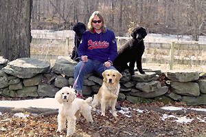 worcester walks dogs with multiple dogs on leash