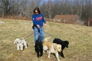 worcester walks dogs with multiple dogs on leash